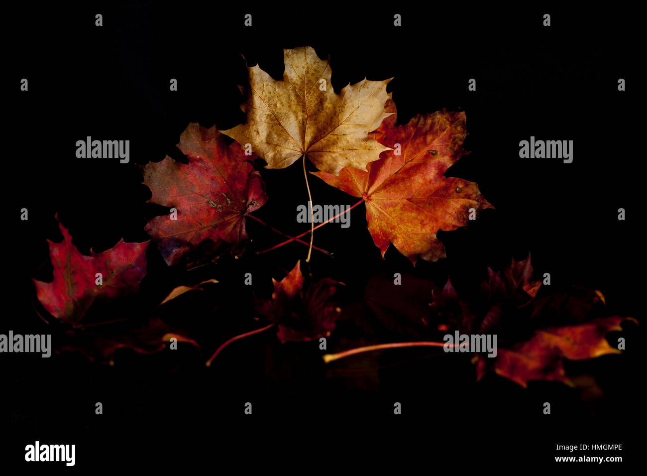 autumn or fall leaves on a black background Stock Photo - Alamy