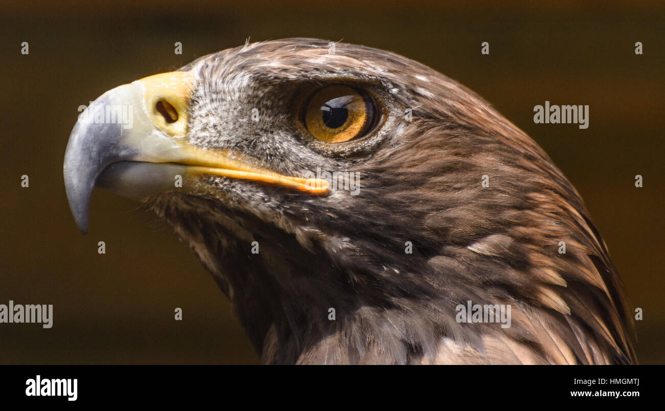 Proud hawk portrait, color outdoor close up of the head of a bird on brown background Stock Photo