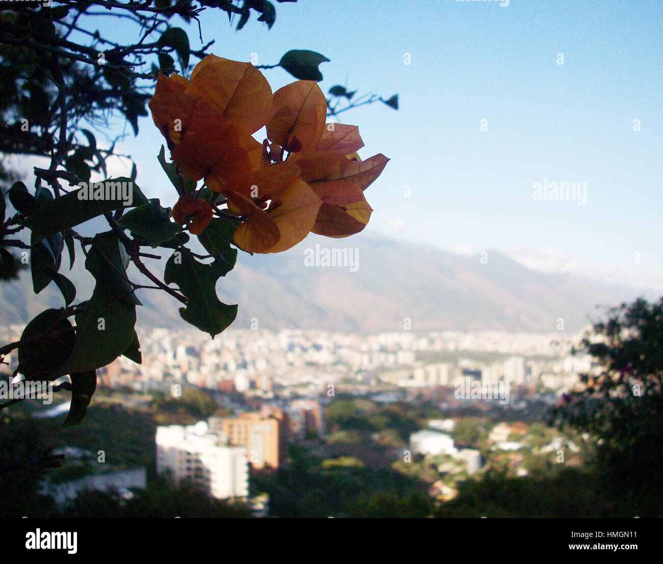Flor y Caracas Stock Photo