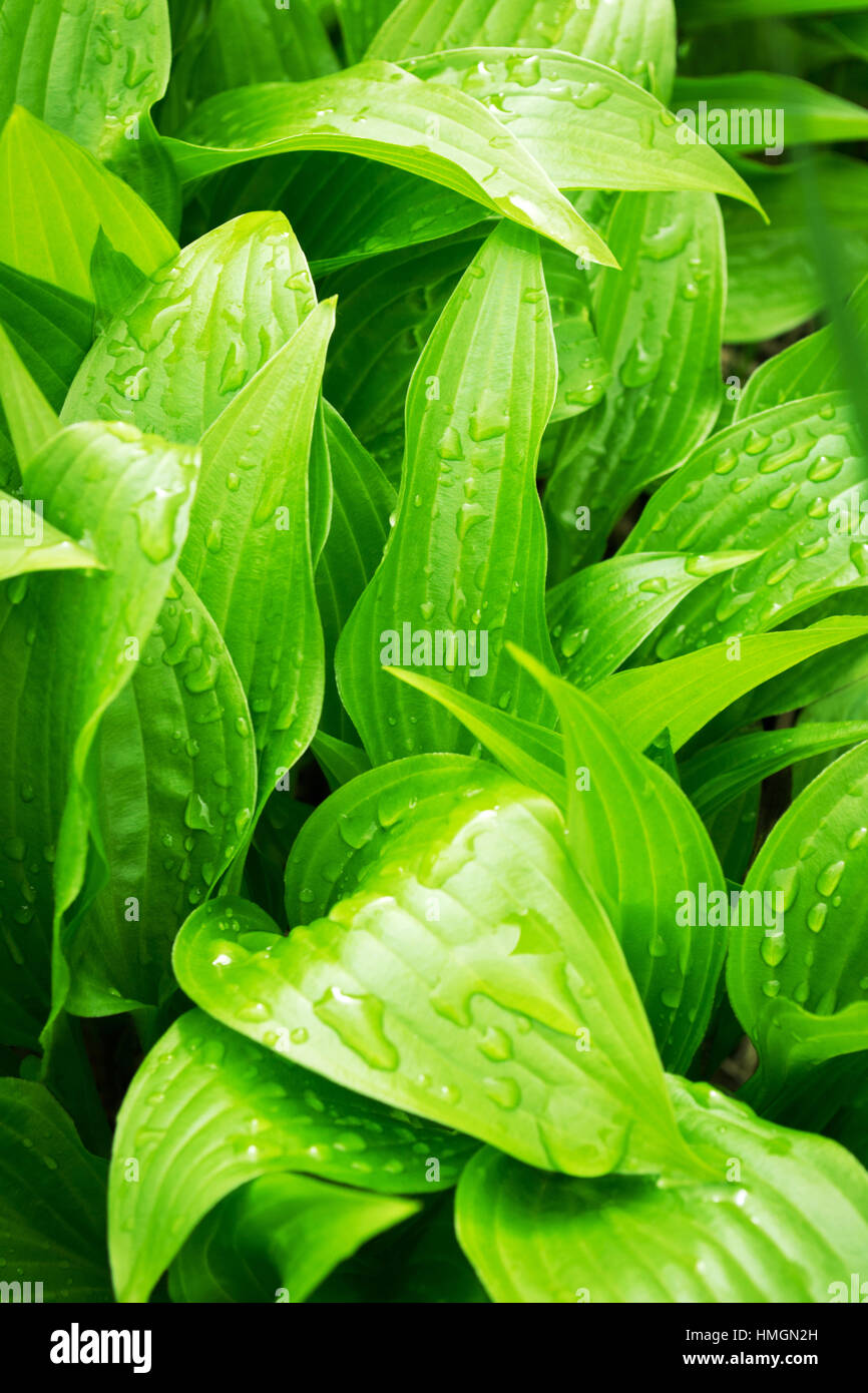 Green leaves background Stock Photo - Alamy