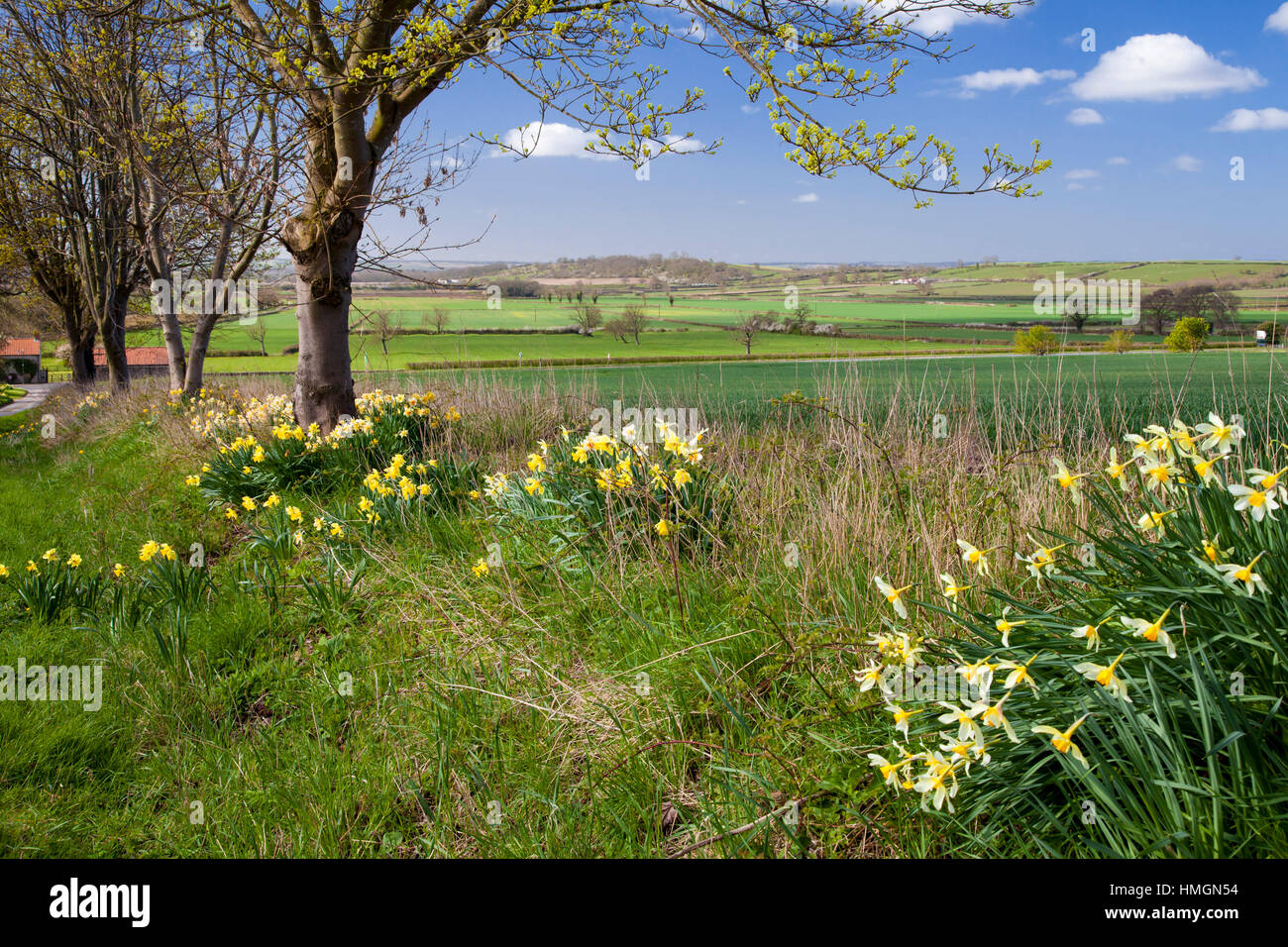 Yorkshire daffodils  Aislaby, overlooking Vale of Pickering North Yorkshire Stock Photo