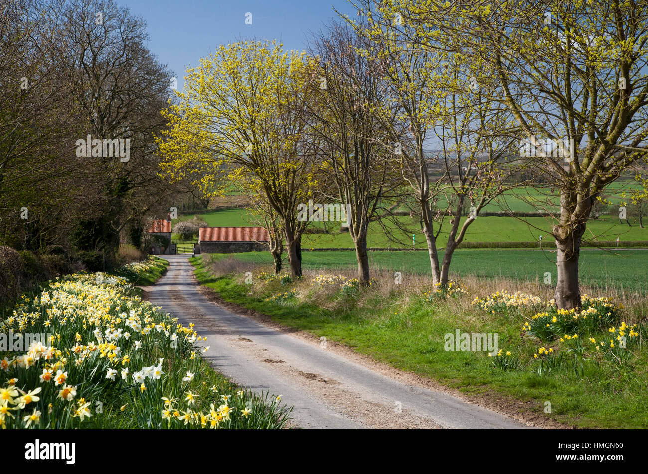 Yorkshire daffodils Aislaby, near Pickering North Yorkshire Stock Photo Alamy