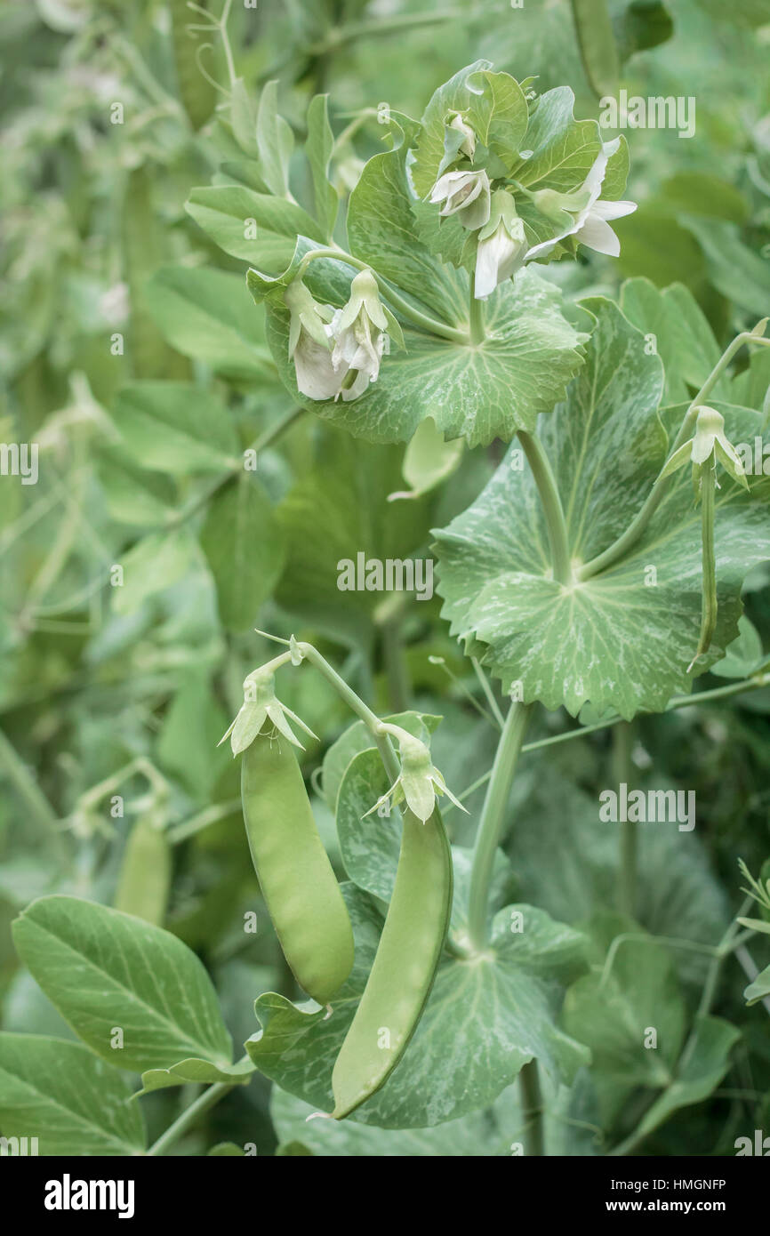 Edible-podded peas, growing in a backyard garden, fill the frame. Stock Photo