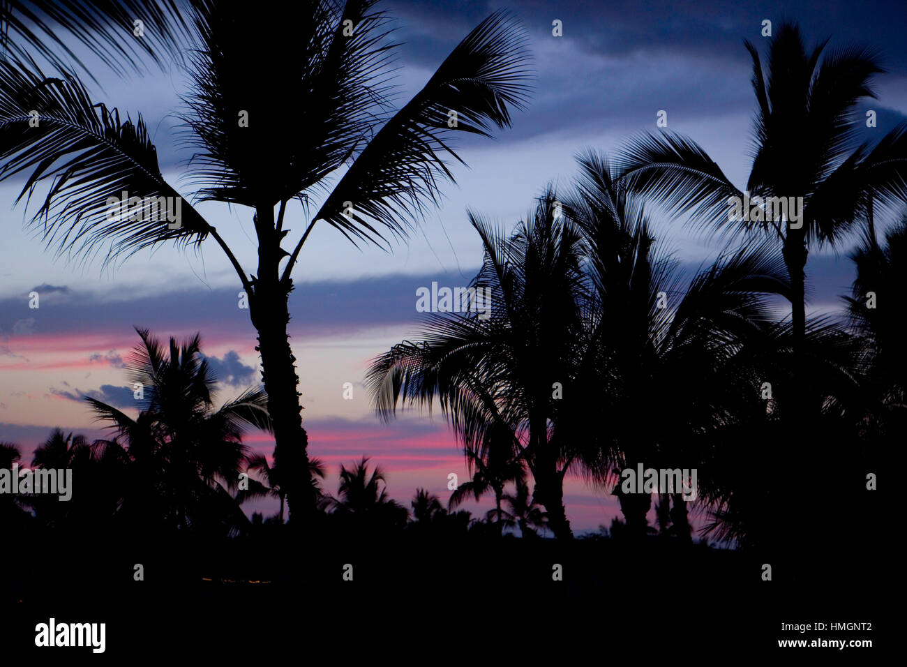 Hawaiian sunset with palm trees Stock Photo - Alamy