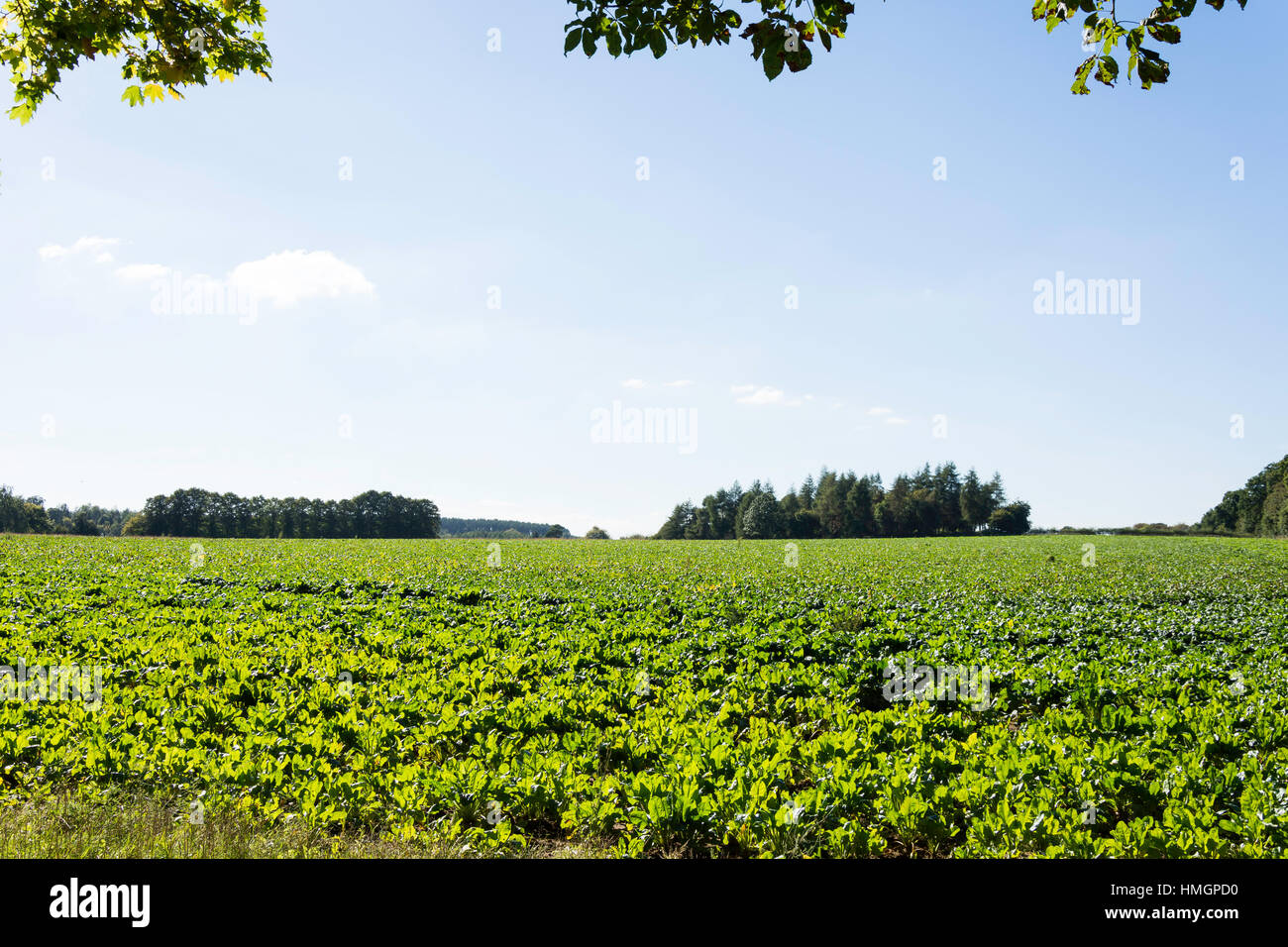 White turnips field uk hires stock photography and images Alamy