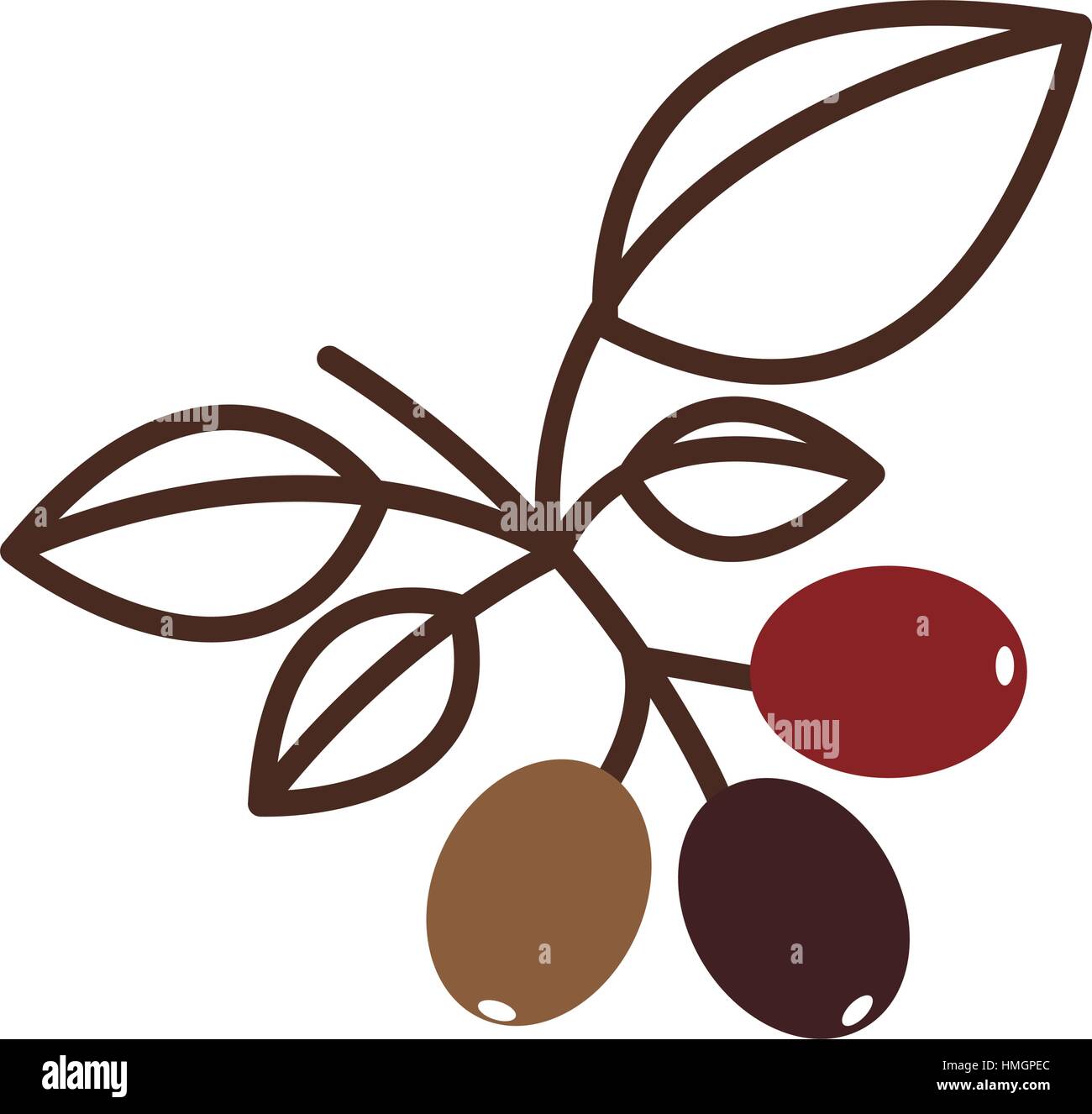 coffee tree branch with leaves vector illustration Stock Vector Image ...