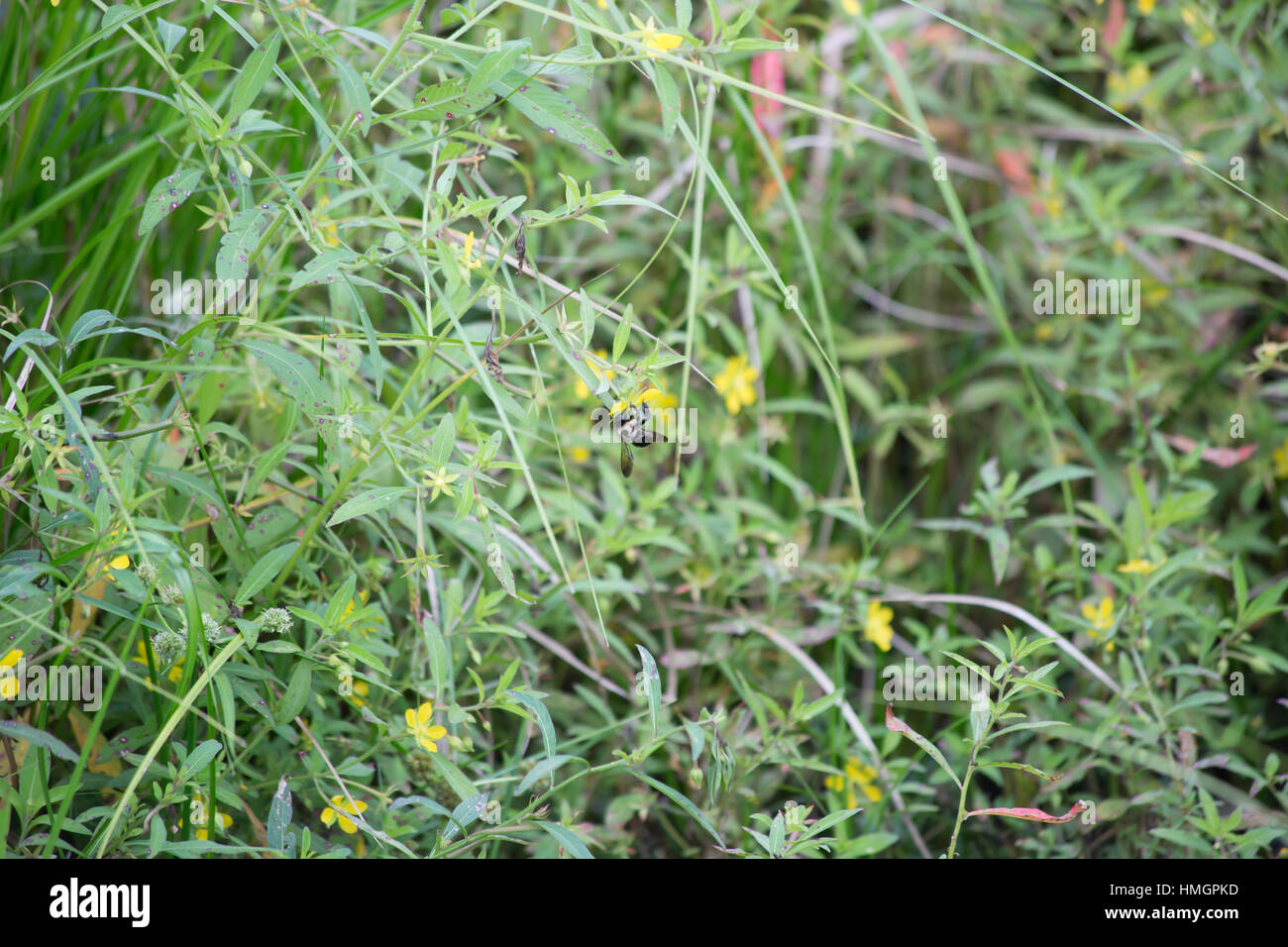 Large black yellow carpenter bee hi-res stock photography and images ...