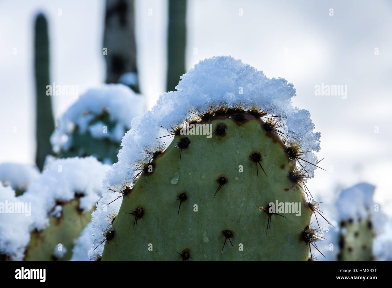 Snow perches like a crown on the spines of a prickly pear cactus in the