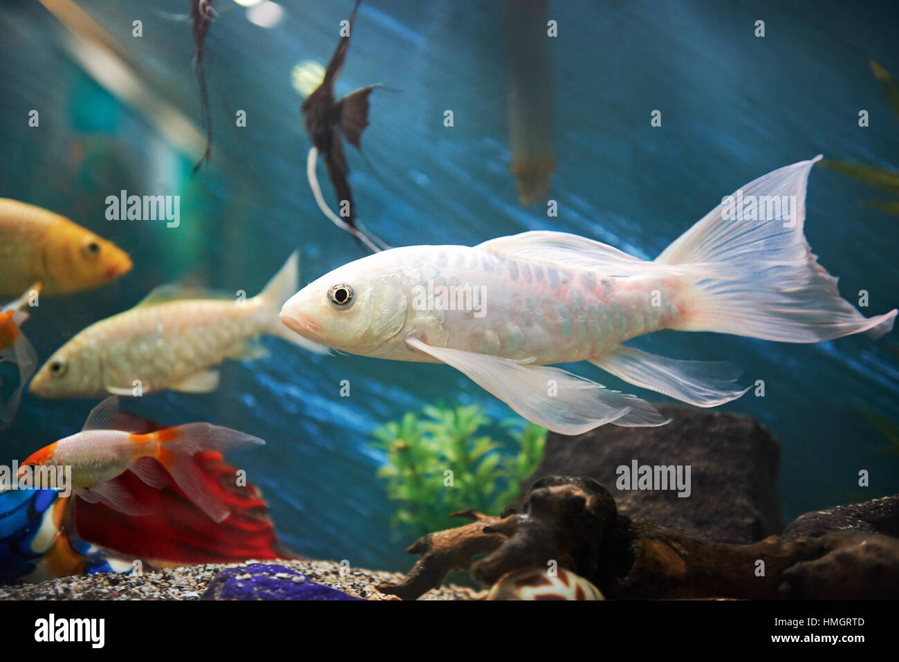 white fish in colorful blue aquarium with other fishes Stock Photo