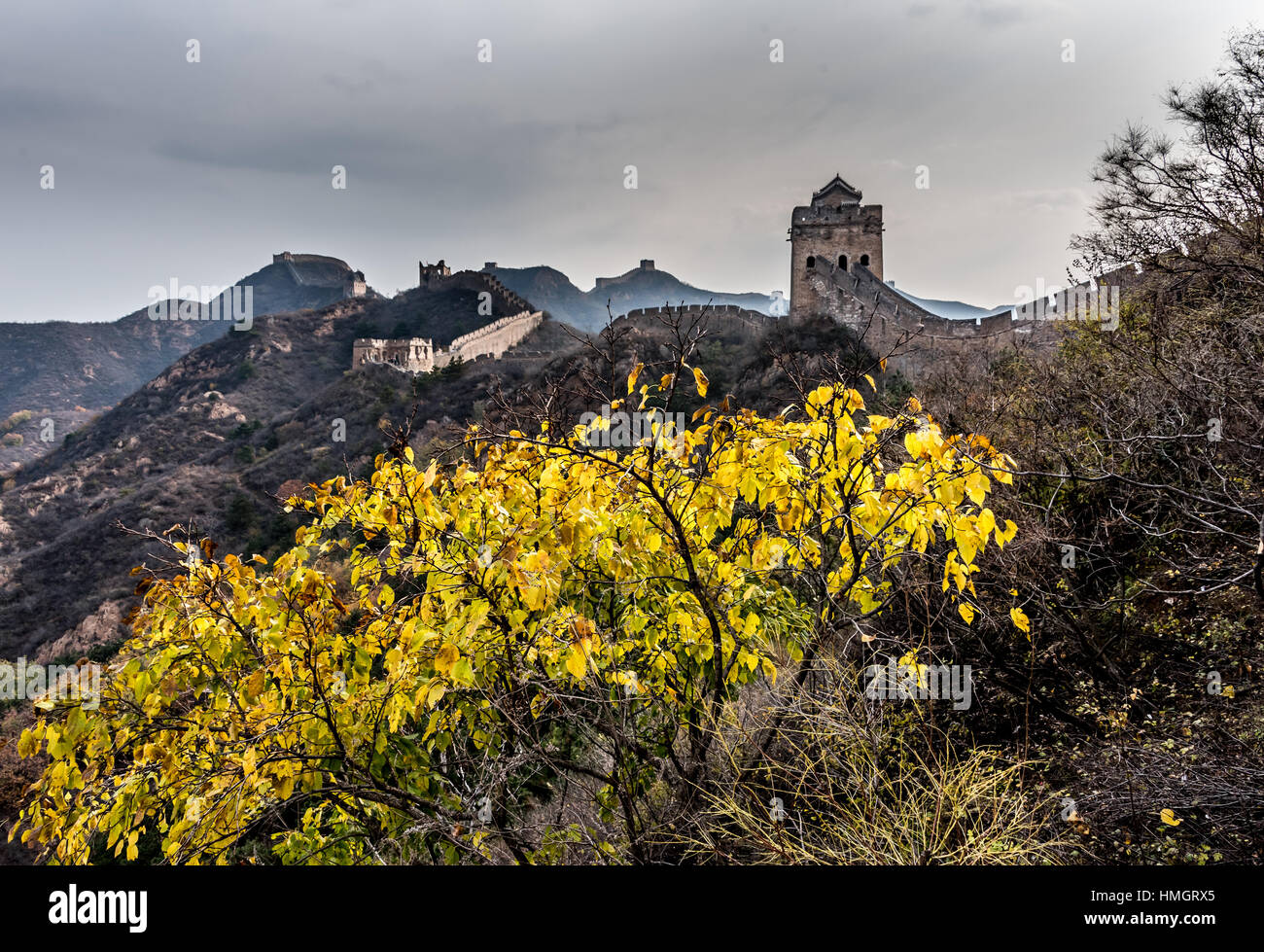 Great Wall of China in autumn, view of the Jinshanling section with yellow leaves on small trees or bushes on a misty morning. Stock Photo