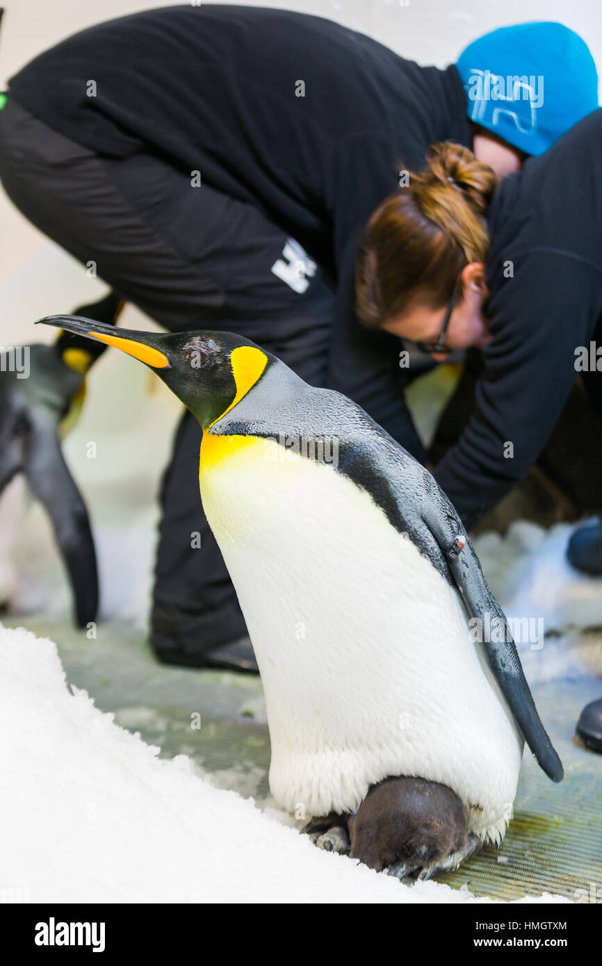 Melbourne, Australia. 3rd February 2017. Melbourne Sea Life Aquarium celebrates the arrival of the first King Penguin Chicks for 2017, cementing their breeding program as one of the worlds most successful. Credit: Dave Hewison Sports/Alamy Live News Stock Photo