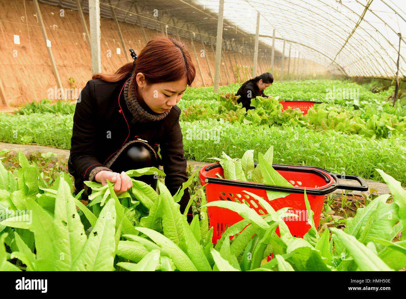 Spring Harvest of Tianjin Salt Field Sea Cucumbers Begins - News Directory 3