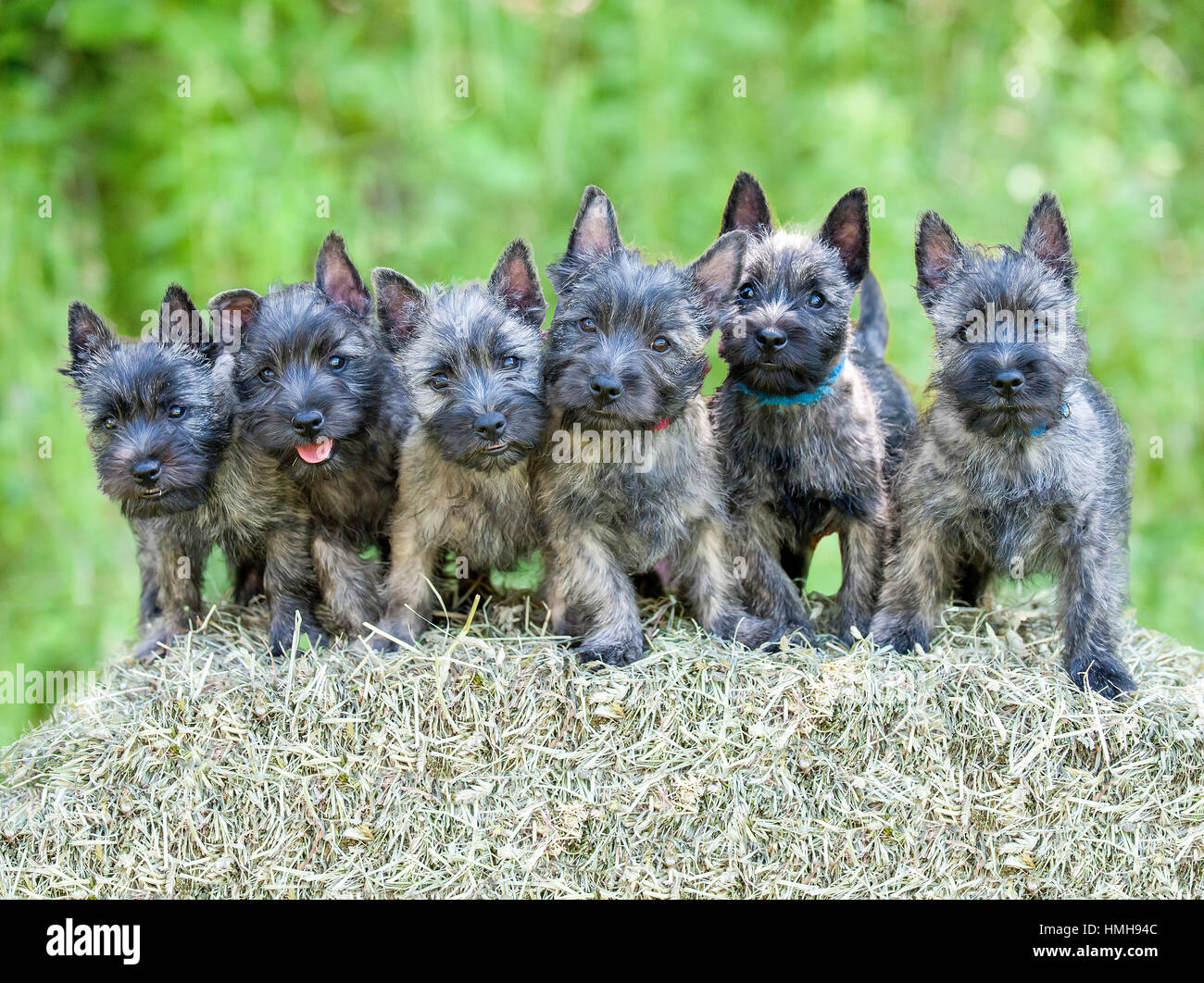 6 adorable AKC purebred cairn terrier puppies posed lined up sitting on hay bail outside all looking at the camera Stock Photo