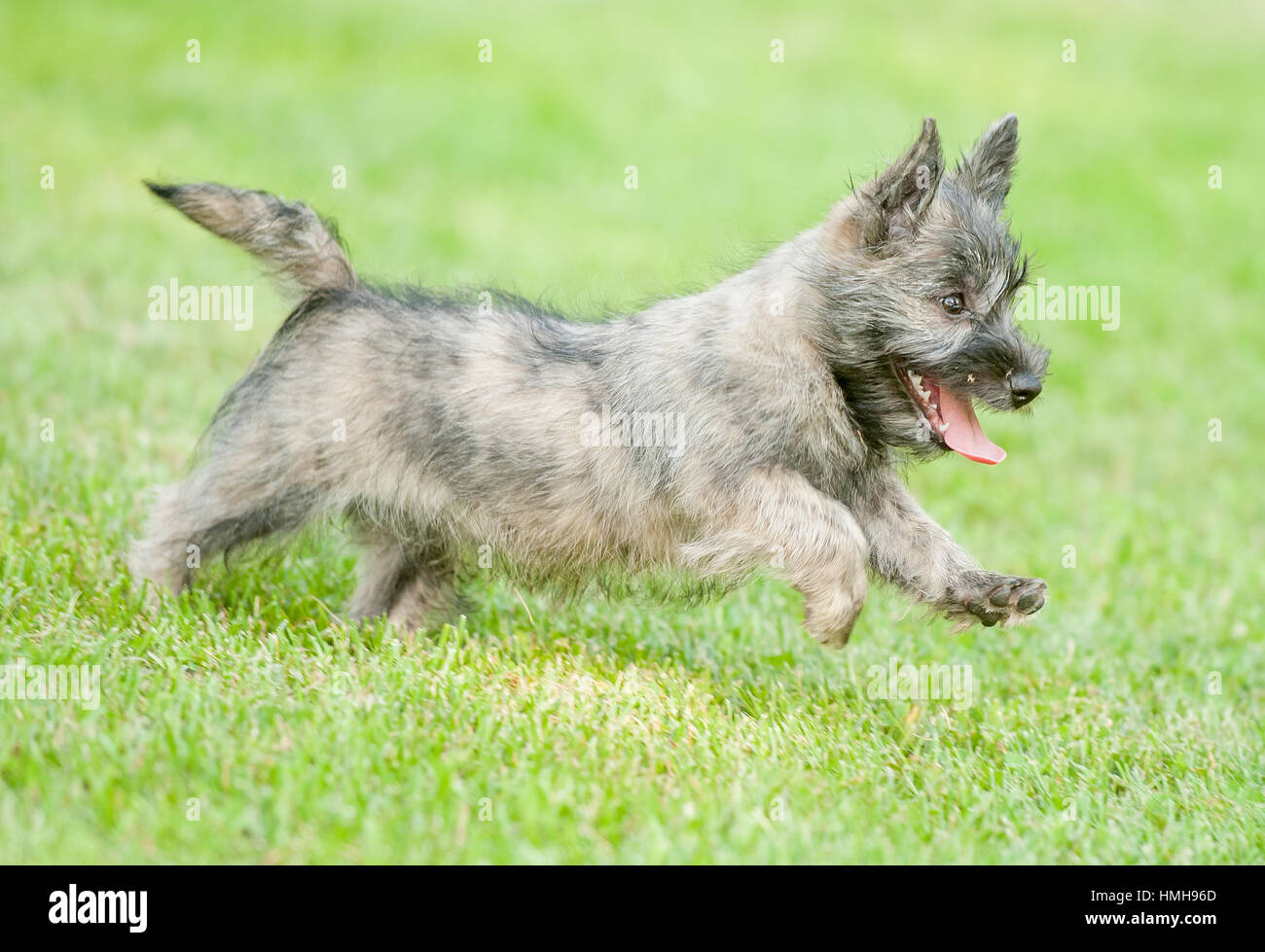 Adorable Cairn Terrier puppy dog running playing frolicking outside sunny summer day green grass happy Stock Photo