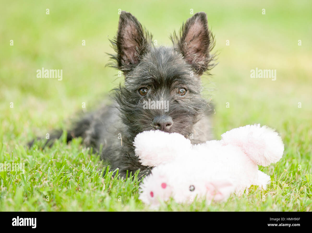 Beautiful Cairn Terrier puppy dog playing with big stuffed animal in his  mouth outside in the green grass Stock Photo - Alamy