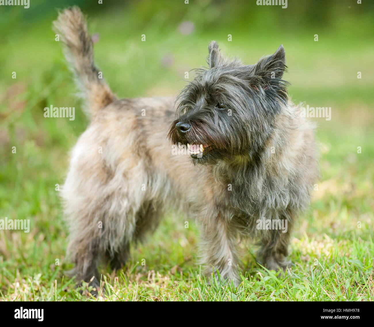 Stunning Beautiful Purebred Akc Westminster Bloodline Cairn Terrier Stock Photo Alamy