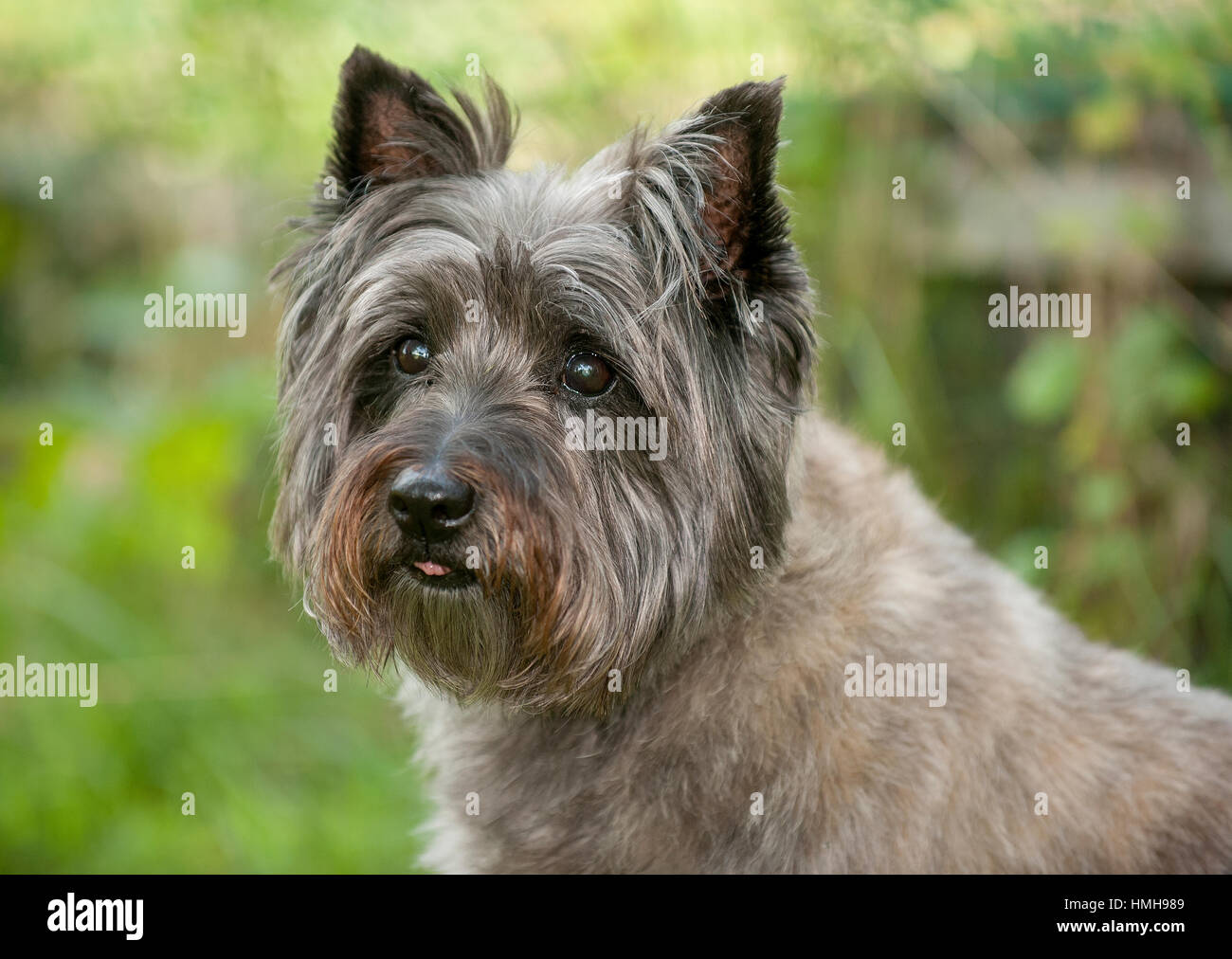 Stunning Beautiful Purebred Akc Westminster Bloodline Cairn Terrier Stock Photo Alamy