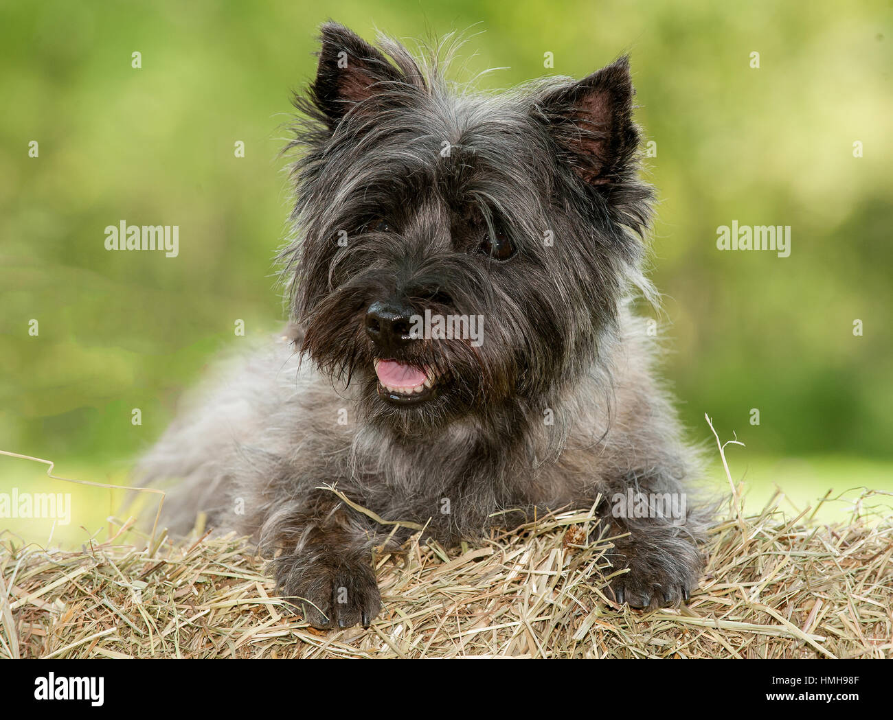Stunning Beautiful Purebred Akc Westminster Bloodline Cairn Terrier Stock Photo 133146175 Alamy