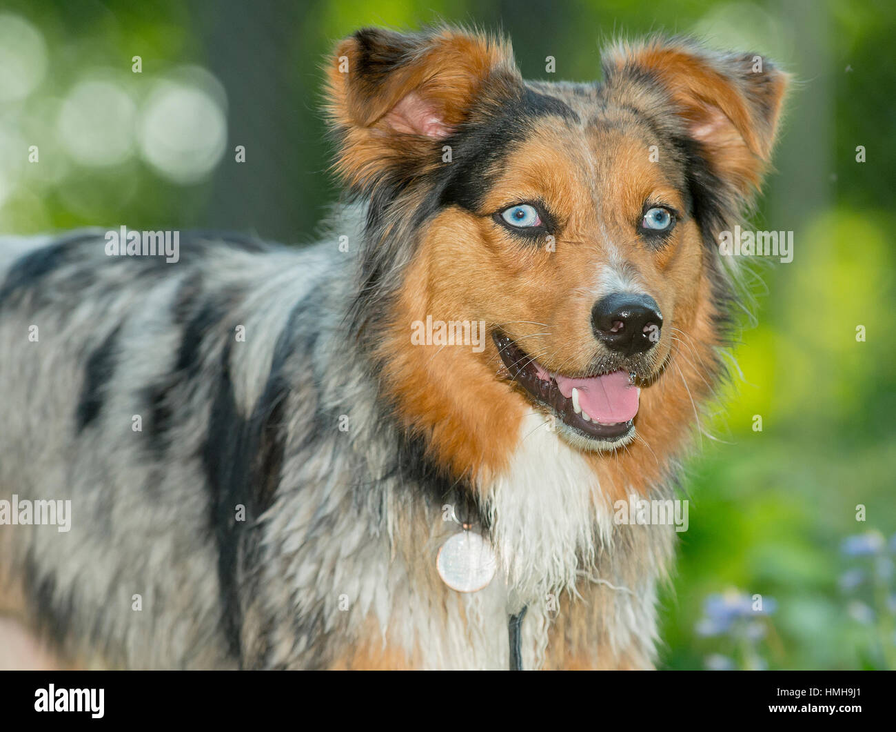 Gorgeous blue eyed Australian Shepherd Shepard tri-color Aussie merle 3/4 with mouth open outside with greenery Stock Photo