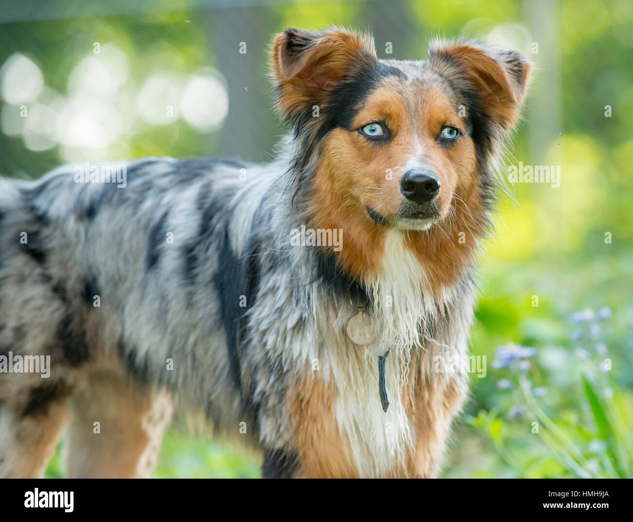 Australian Shepherd Shepard Aussie tricolor dog posed Stock