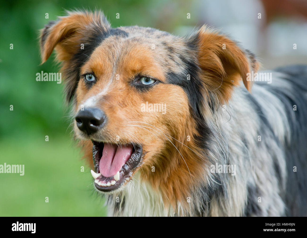 Gorgeous blue eyed Australian Shepherd Shepard Aussie dog close up yawning with mouth open speaking Stock Photo