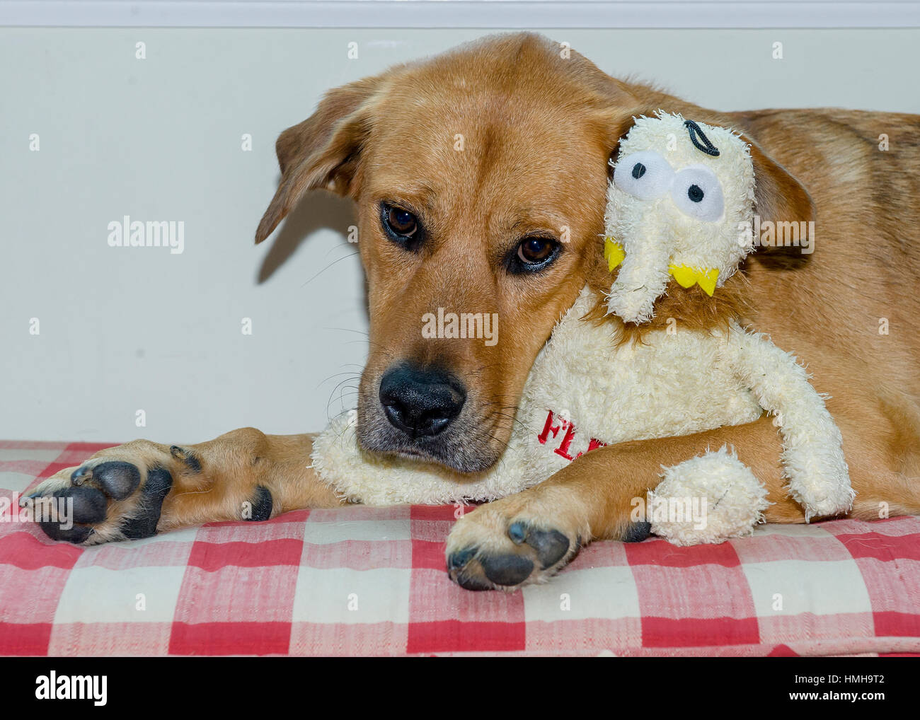 dog with stuffed animal