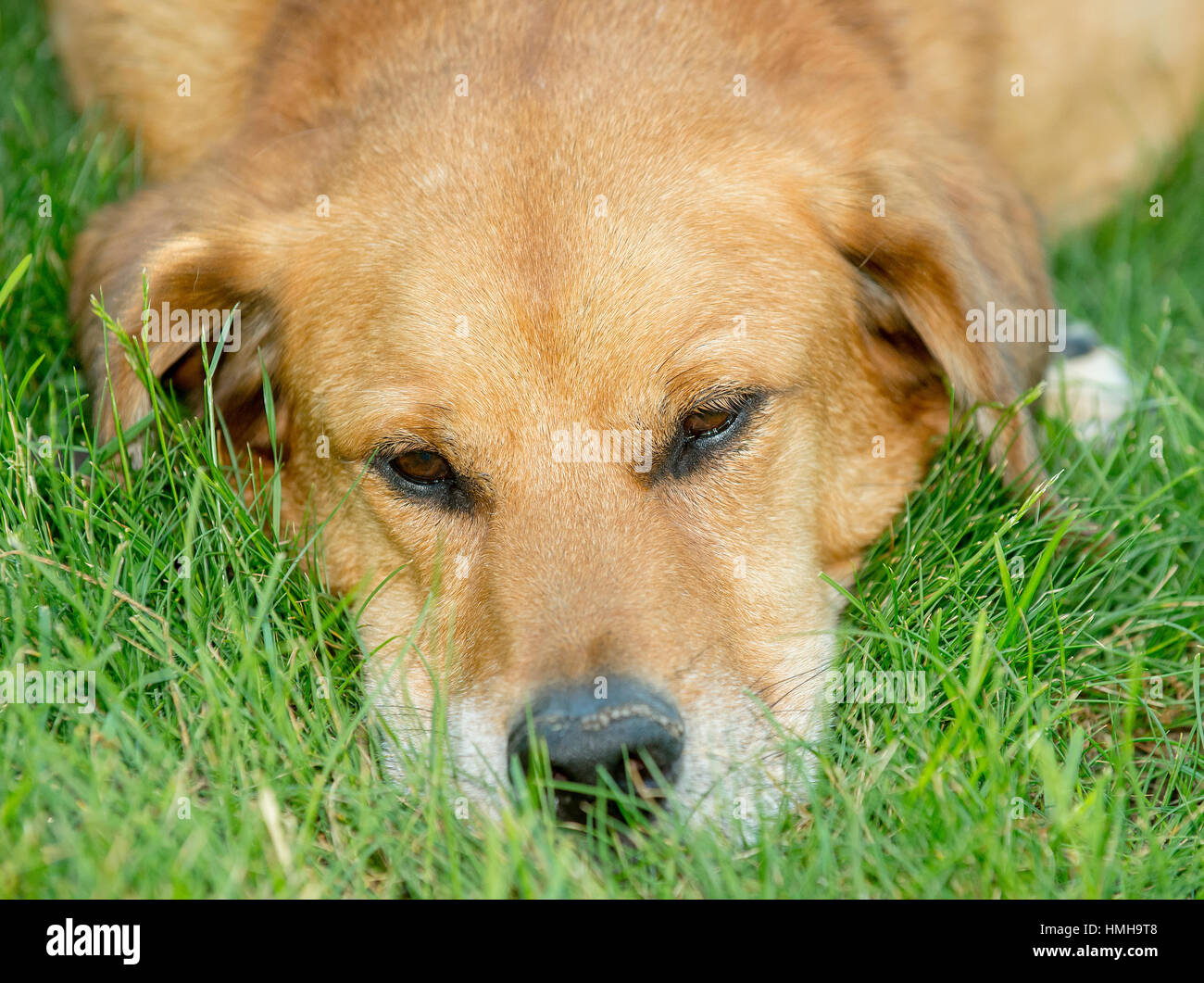 Adorable handsome brown lab mix shelter rescue dog outside with face on