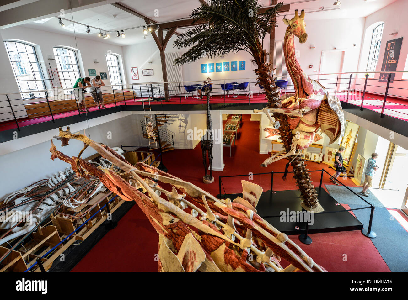 Biological section of giraffes in Plastinarium gallery, Germany Stock ...