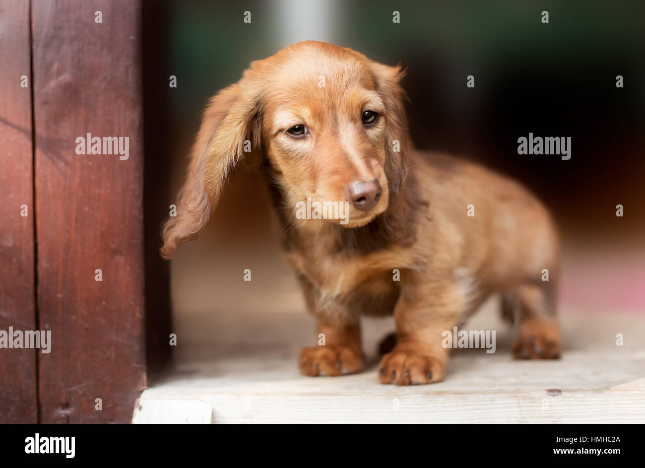 Sad dachshund hires stock photography and images Alamy