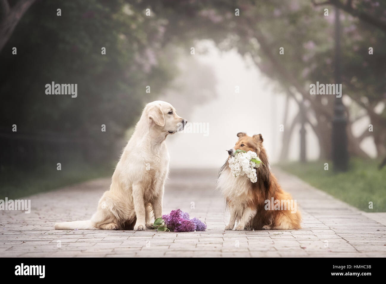 the love story of two dogs Stock Photo