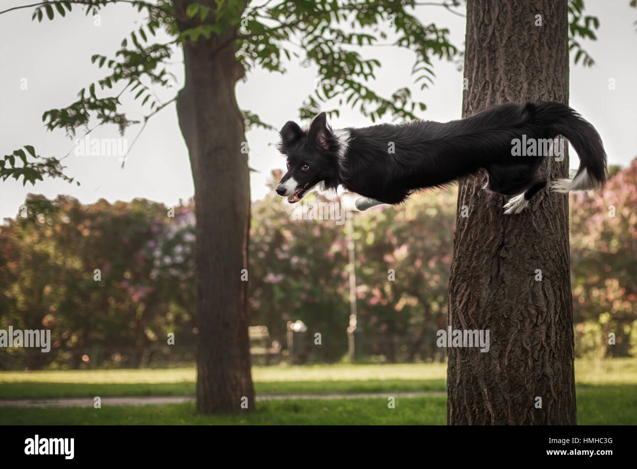 Dog sitting in the air Stock Photo - Alamy