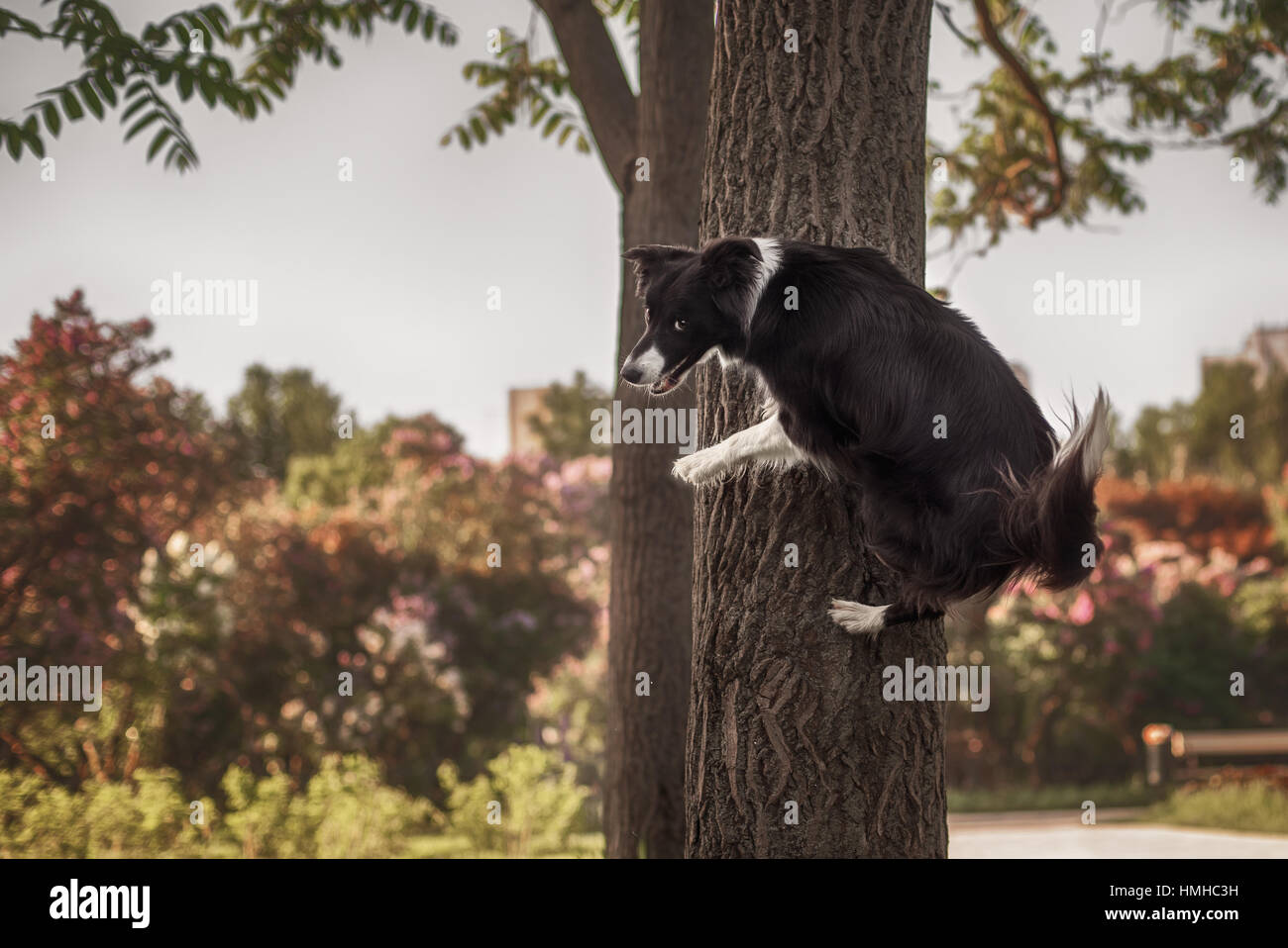 Dog sitting in the air Stock Photo - Alamy