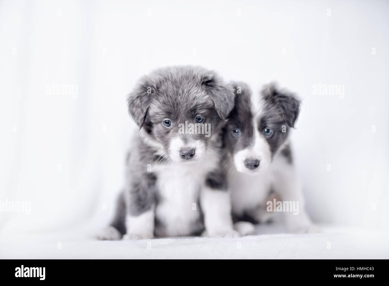 Blue Merle Border Collie puppie Stock Photo