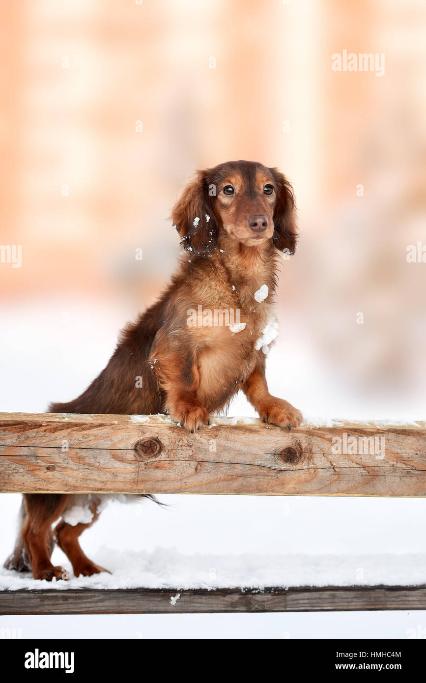 cute Dachshund puppy in winter happy day Stock Photo