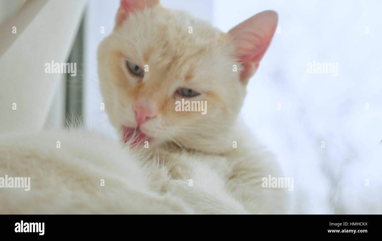 white cat licks clean hair, lying on a windowsill pet at the window