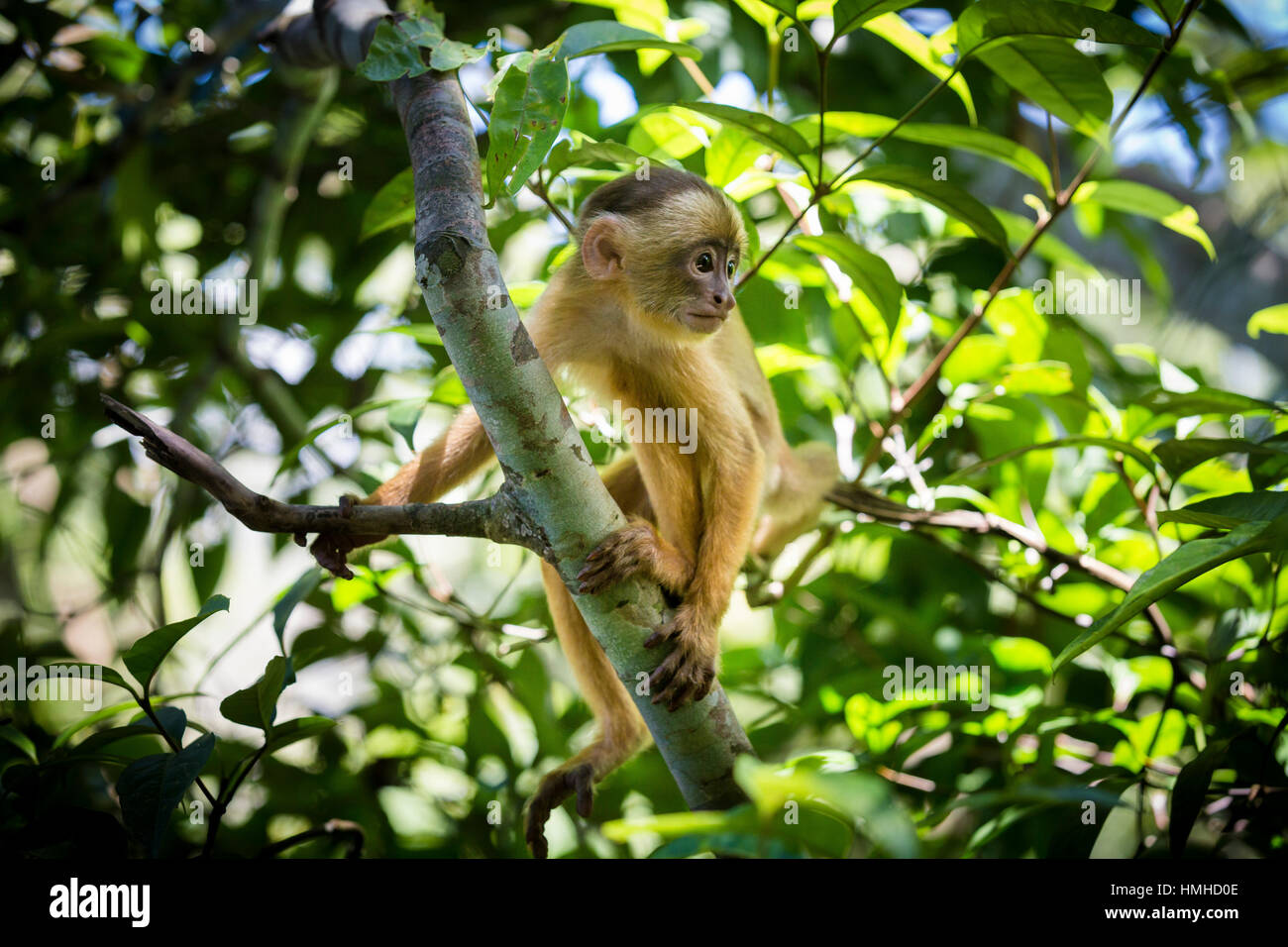 A squirrel monkey near Manaus in the Amazon, Brazil on the Rio Negro