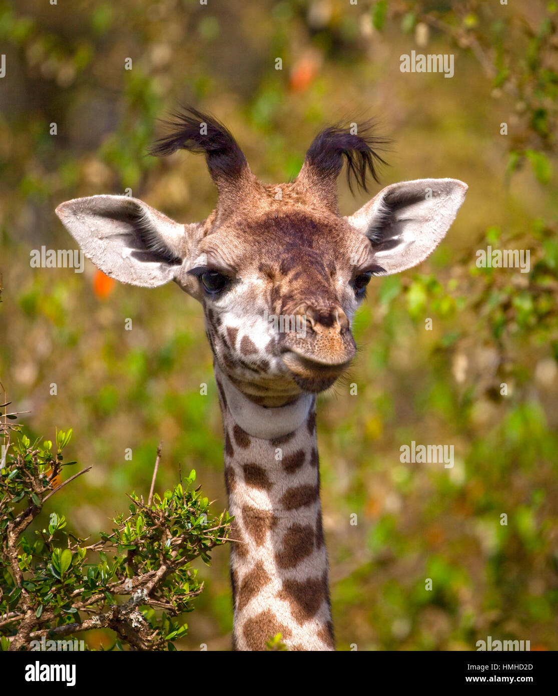 Adorable baby giraffe looking silly with foliage in background in Kenya Stock Photo