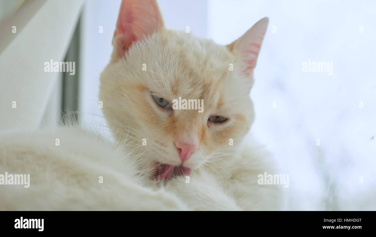 white cat licks clean hair, lying on a windowsill pet at the window
