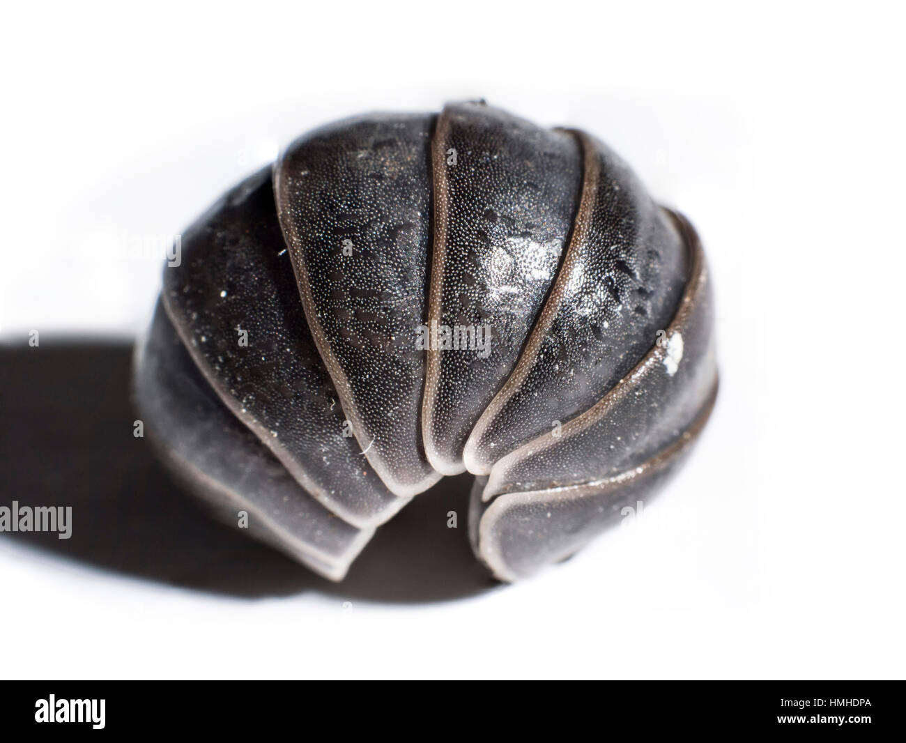 Roly poly bug hi-res stock photography and images - Alamy