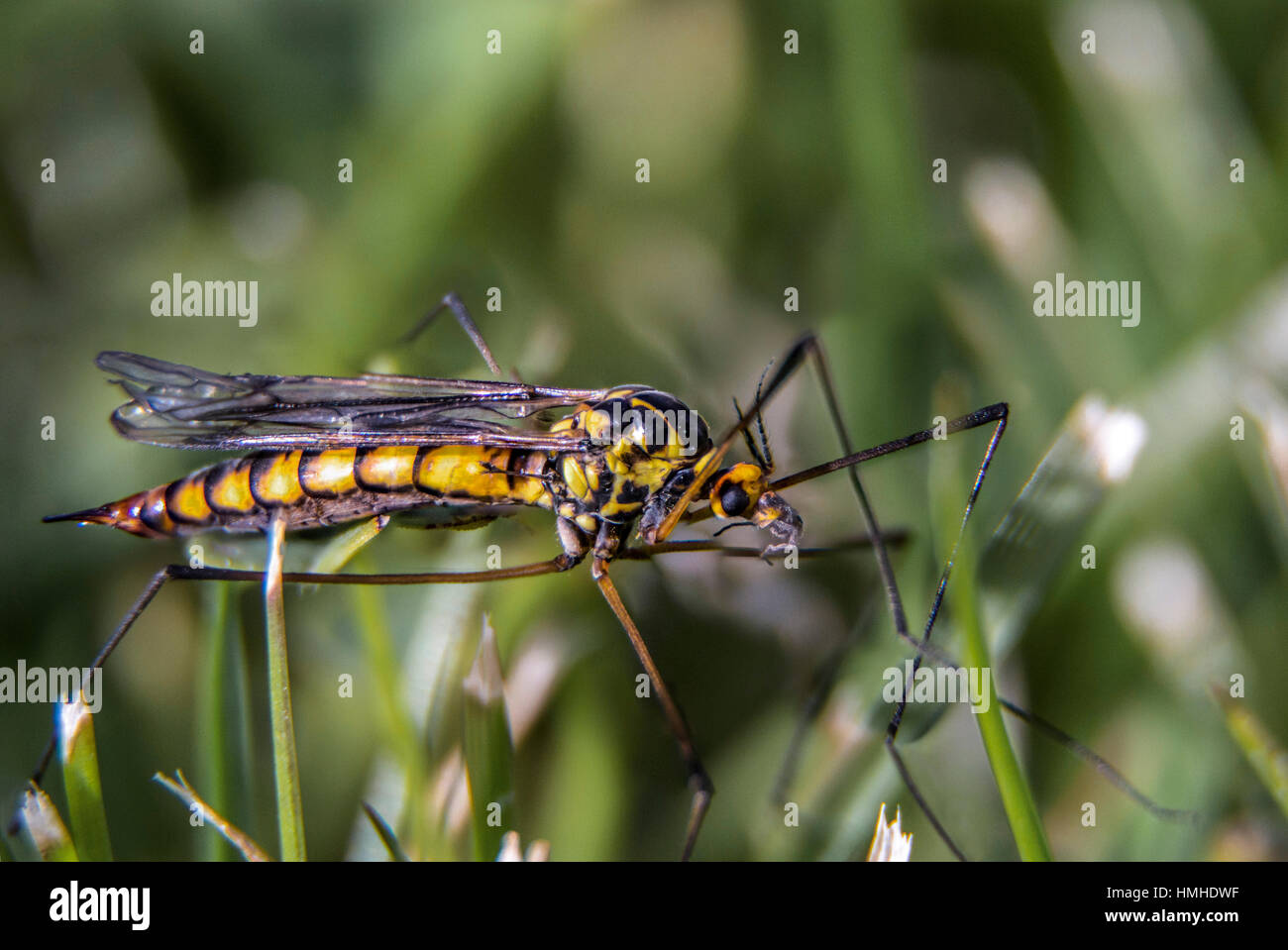 Flying insect with sting hi res stock photography and images Alamy