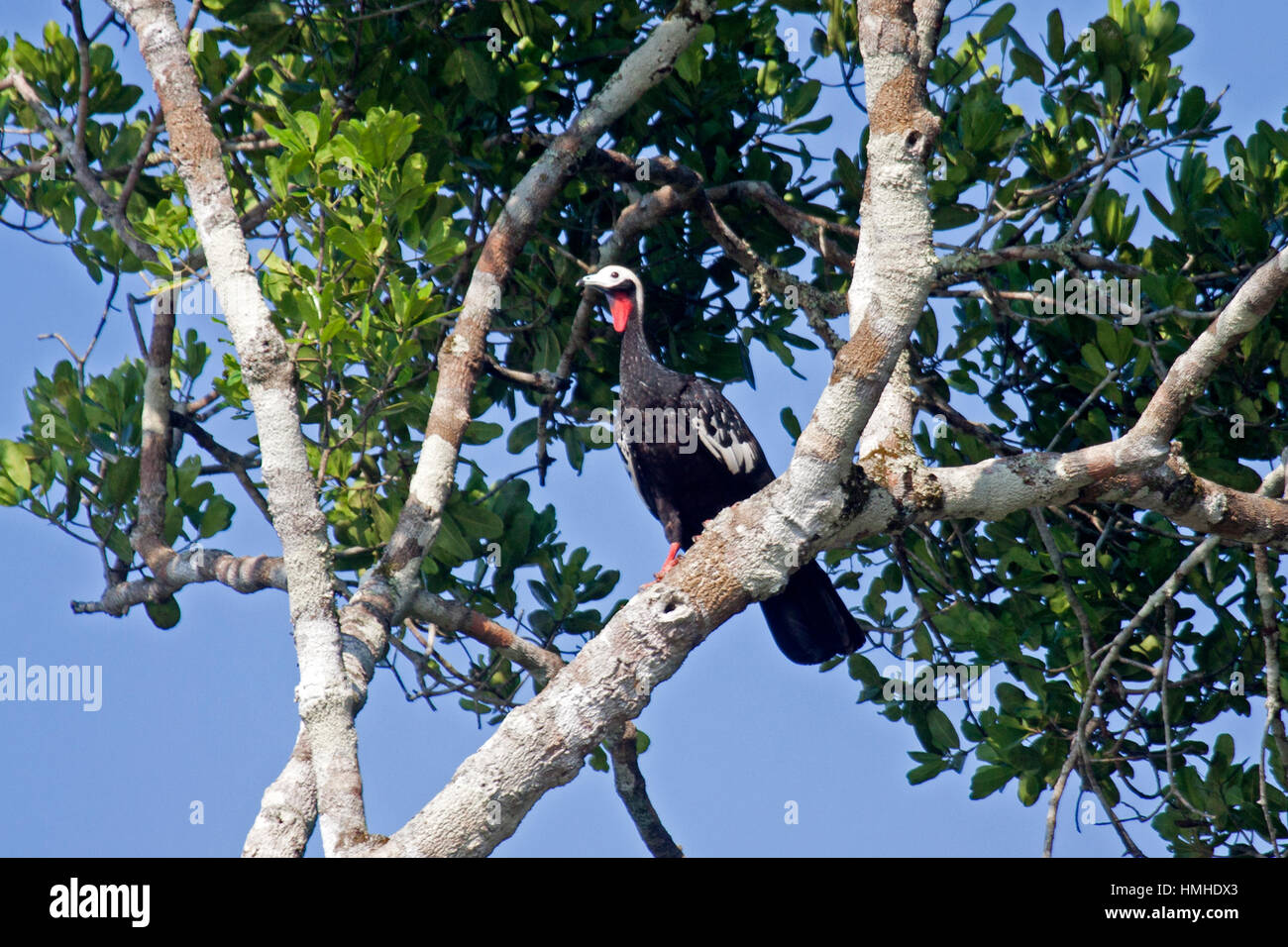 Red throated piping guan perched in tree on riverbank in the Amazon Basin Brazil Stock Photo