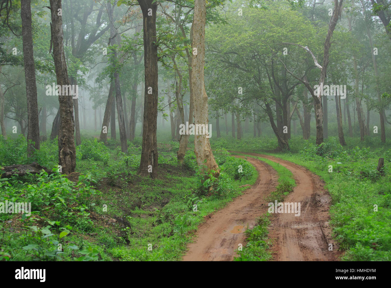 Kabini Forest (Karnataka, India) Stock Photo