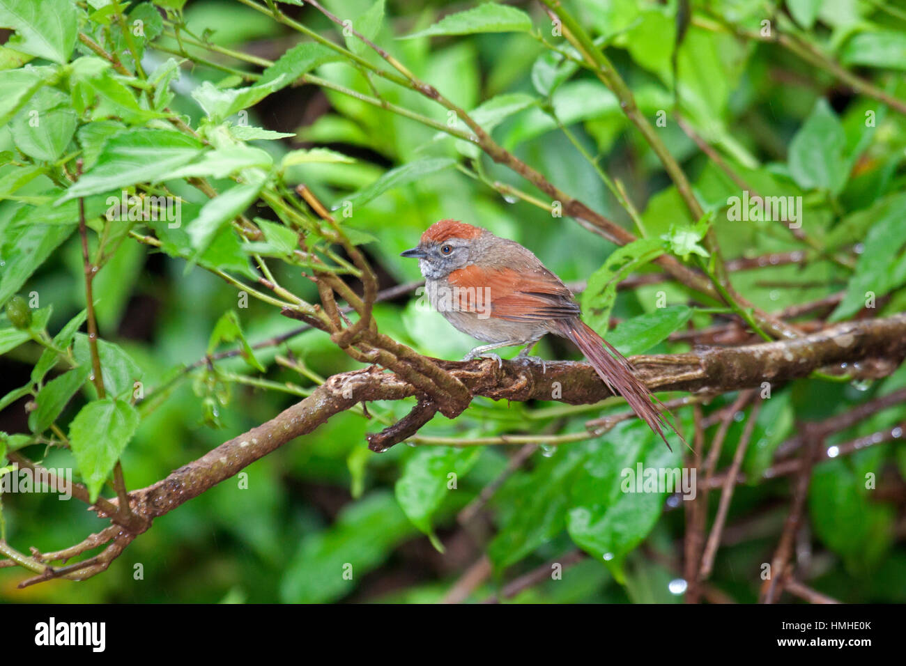 Sooty fronted spinetail perched on branch in Cerrado vegetation in Brazil Stock Photo