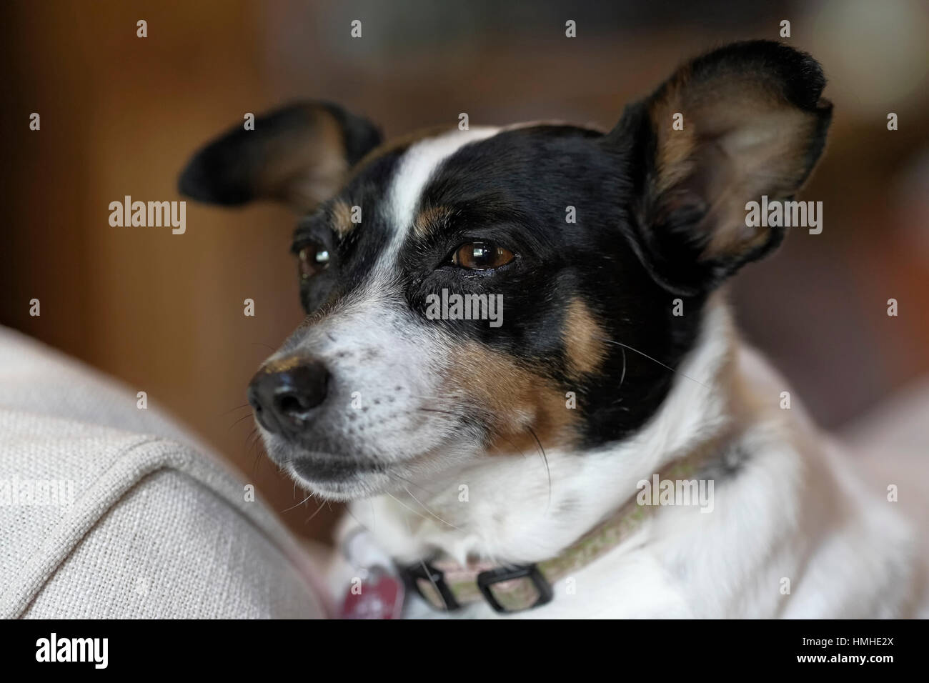 Rat Terrier dog on sofa looking out window. Black and white dog. Stock Photo