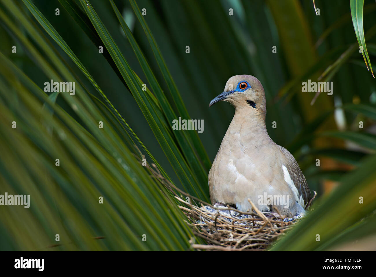 bird white wing dove in her nest in palm tree Stock Photo Alamy