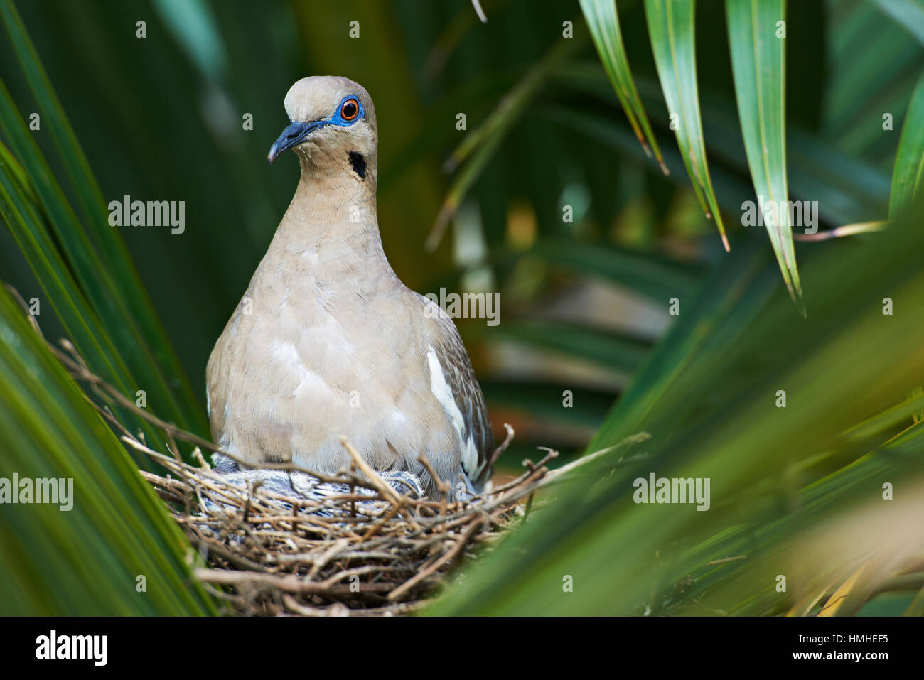 white wing dove stay in nest with baby outdoors Stock Photo Alamy