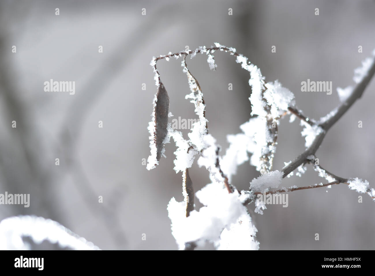 Frozen branch covered with snow with blurred background Stock Photo