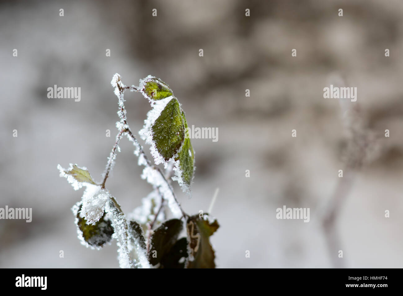 Frozen branches covered with snow with blurred background Stock Photo