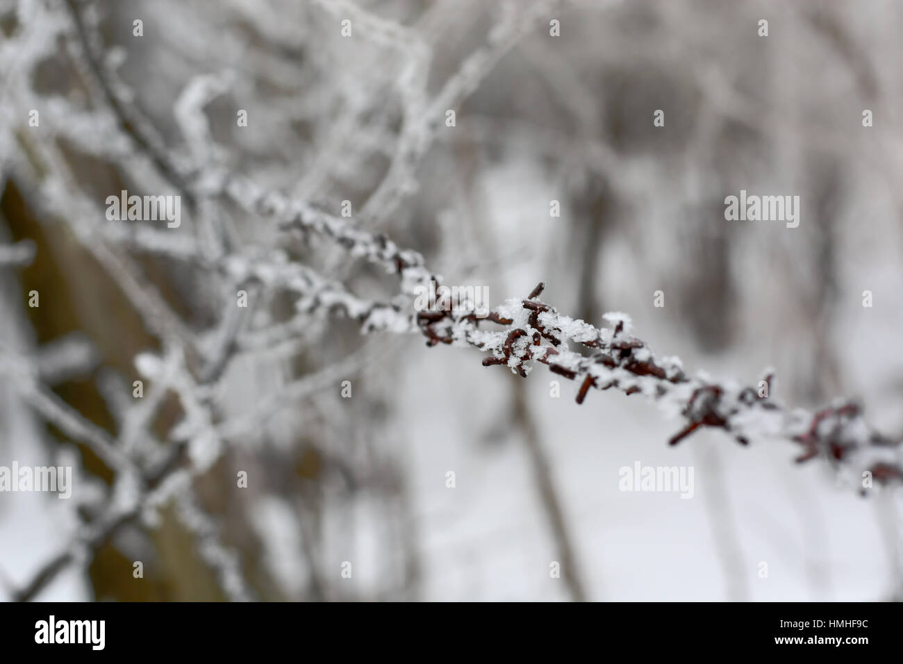 close-up of barbed wire in winter covered with snow Stock Photo