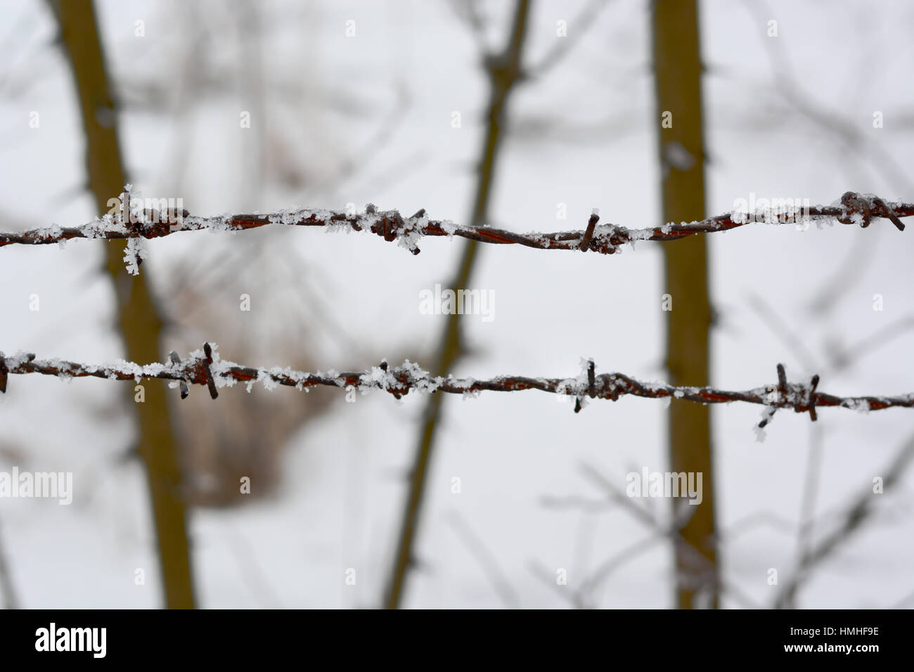 close-up of barbed wire in winter covered with snow Stock Photo